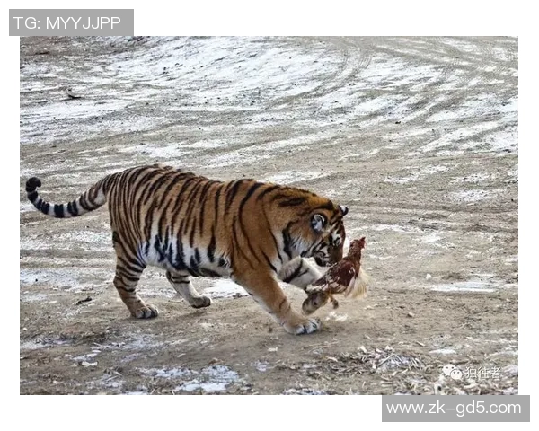 老虎大学与美洲虎的精彩对决谁将赢得最终胜利